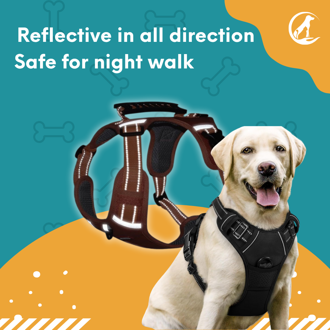 Dog Leash